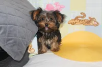 ID # 9855 Small Male Yorkie, a male Yorkshire Terrier for sale in Maryville, MO – 9 of 10
