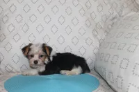 ID # 9200 Small Male Parti Yorkie, a male Yorkshire Terrier for sale in Maryville, MO – 7 of 9