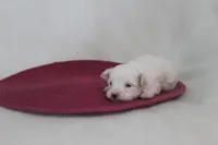 ID #  9850  Tiny Female Morkie , a female Morkie for sale in Maryville, MO – 4 of 7