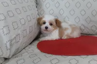 ID # 9207 Small Male Parti Yorkie, a male Yorkshire Terrier for sale in Maryville, MO – 4 of 5