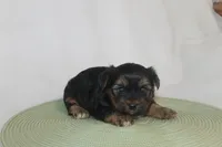 ID # 9855 Small Male Yorkie, a male Yorkshire Terrier for sale in Maryville, MO – 5 of 8