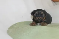 ID # 9855 Small Male Yorkie, a male Yorkshire Terrier for sale in Maryville, MO – 2 of 8