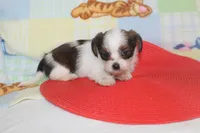 ID # 9844 Female Shorkie, a female Shorkie for sale in Maryville, MO – 6 of 9