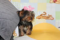 ID # 9855 Small Male Yorkie, a male Yorkshire Terrier for sale in Maryville, MO – 10 of 10