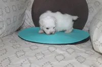 ID # 9849 Female Maltese, a female Maltese for sale in Maryville, MO – 2 of 5