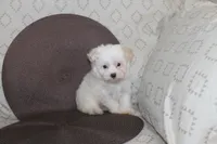 ID # 9846 Small Male Maltese, a male Maltese for sale in Maryville, MO – 4 of 9