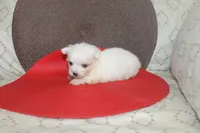 ID # 9857 Small Male Maltese, a male Maltese for sale in Maryville, MO – 7 of 10