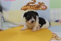 ID # 9845 Female Parti Yorkie , a female Yorkshire Terrier for sale in Maryville, MO – 6 of 10