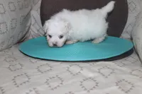 ID # 9849 Female Maltese, a female Maltese for sale in Maryville, MO – 5 of 5