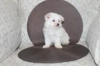 ID # 9846 Small Male Maltese, a male Maltese for sale in Maryville, MO – 3 of 9
