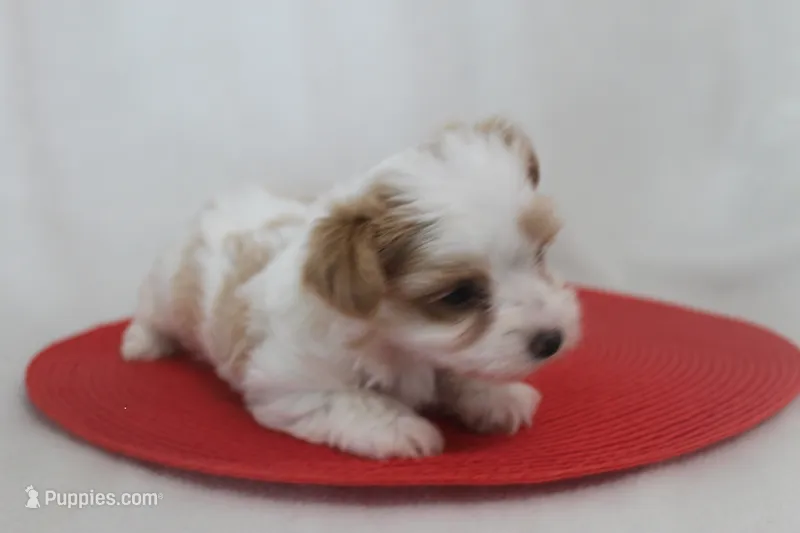 ID # 9207 Male Parti Yorkie – Yorkshire Terrier puppy for sale in Maryville, MO