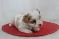 ID # 9207 Tiny Male Parti Yorkie, a male Yorkshire Terrier for sale in Maryville, MO – 1 of 7