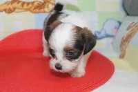 ID # 9844 Female Shorkie, a female Shorkie for sale in Maryville, MO – 2 of 9