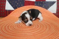 ID # 9200 Tiny Male Parti Yorkie, a male Yorkshire Terrier for sale in Maryville, MO – 6 of 8
