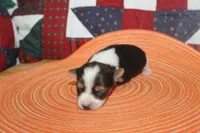 ID # 9200 Tiny Male Parti Yorkie, a male Yorkshire Terrier for sale in Maryville, MO – 8 of 8