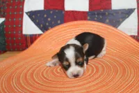 ID # 9200 Tiny Male Parti Yorkie, a male Yorkshire Terrier for sale in Maryville, MO – 5 of 8