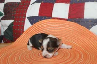 ID # 9200 Tiny Male Parti Yorkie, a male Yorkshire Terrier for sale in Maryville, MO – 2 of 8
