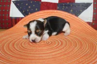 ID # 9200 Tiny Male Parti Yorkie, a male Yorkshire Terrier for sale in Maryville, MO – 7 of 8