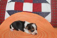 ID # 9200 Tiny Male Parti Yorkie, a male Yorkshire Terrier for sale in Maryville, MO – 3 of 8