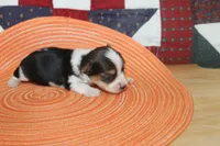ID # 9200 Tiny Male Parti Yorkie, a male Yorkshire Terrier for sale in Maryville, MO – 4 of 8