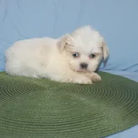 ID 9767 Female Shorkie HOLD, a female Shorkie for sale in Maryville, MO – Photo 6 of 10