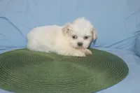 ID 9767 Female Shorkie HOLD, a female Shorkie for sale in Maryville, MO – Photo 6 of 10