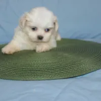 ID 9767 Female Shorkie HOLD, a female Shorkie for sale in Maryville, MO – Photo 9 of 10