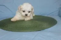 ID 9767 Female Shorkie HOLD, a female Shorkie for sale in Maryville, MO – Photo 9 of 10