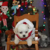 ID 9767 Female Shorkie HOLD, a female Shorkie for sale in Maryville, MO – Photo 8 of 10