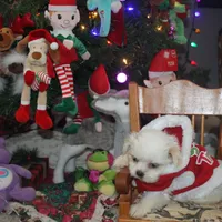 ID 9767 Female Shorkie HOLD, a female Shorkie for sale in Maryville, MO – Photo 10 of 10