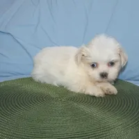 ID 9767 Female Shorkie HOLD, a female Shorkie for sale in Maryville, MO – Photo 7 of 10