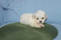 ID 9767 Female Shorkie HOLD, a female Shorkie for sale in Maryville, MO – Photo 7 of 10