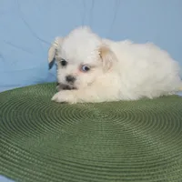 ID 9767 Female Shorkie HOLD, a female Shorkie for sale in Maryville, MO – Photo 3 of 10