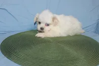 ID 9767 Female Shorkie HOLD, a female Shorkie for sale in Maryville, MO – Photo 3 of 10