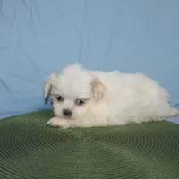ID 9767 Female Shorkie HOLD, a female Shorkie for sale in Maryville, MO – Photo 5 of 10