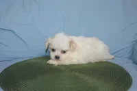 ID 9767 Female Shorkie HOLD, a female Shorkie for sale in Maryville, MO – Photo 5 of 10