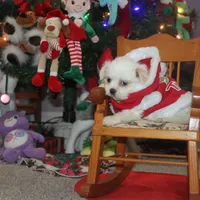 ID 9767 Female Shorkie HOLD, a female Shorkie for sale in Maryville, MO – Photo 2 of 10