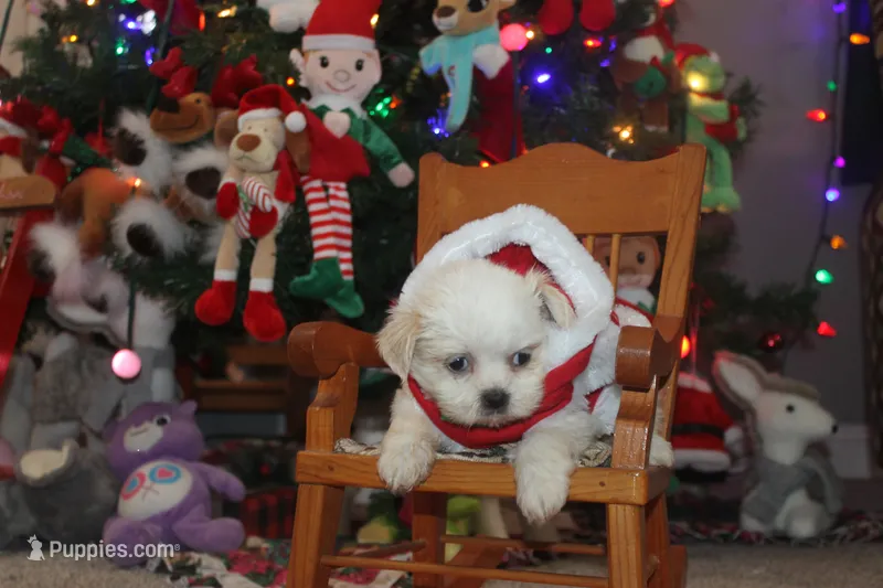 ID 9767 Female Shorkie HOLD