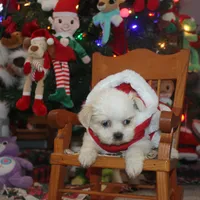 ID 9767 Female Shorkie HOLD, a female Shorkie for sale in Maryville, MO – Photo 1 of 10