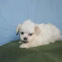 ID 9767 Female Shorkie HOLD, a female Shorkie for sale in Maryville, MO – Photo 4 of 10