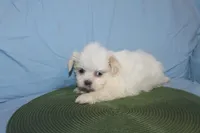 ID 9767 Female Shorkie HOLD, a female Shorkie for sale in Maryville, MO – Photo 4 of 10