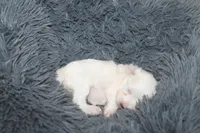 ID # 9850 Tiny Female Morkie , a female Morkie for sale in Maryville, MO – 5 of 8