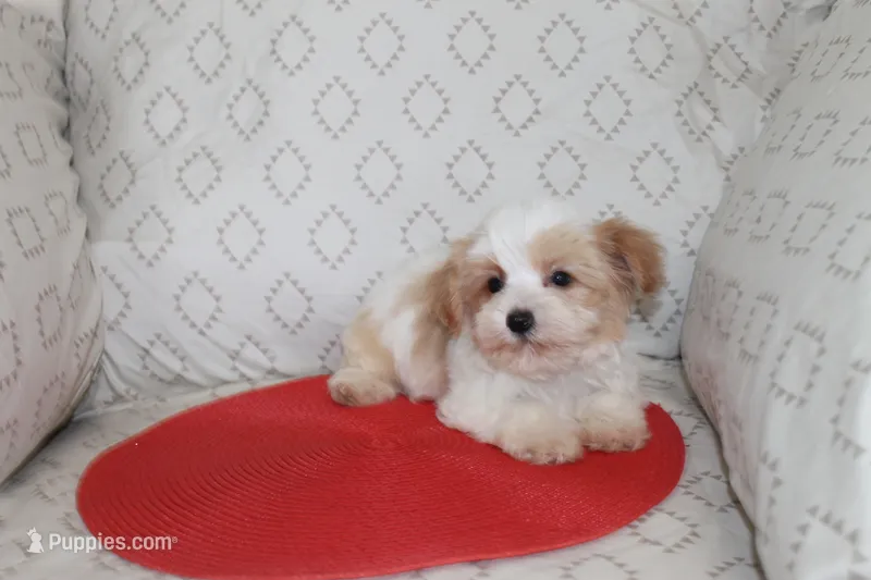ID # 9207 Small Male Parti Yorkie – Yorkshire Terrier puppy for sale in Maryville, MO