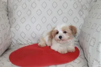 ID # 9207 Small Male Parti Yorkie, a male Yorkshire Terrier for sale in Maryville, MO – 1 of 5