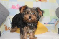 ID # 9855 Small Male Yorkie, a male Yorkshire Terrier for sale in Maryville, MO – 2 of 10