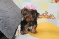ID # 9855 Small Male Yorkie, a male Yorkshire Terrier for sale in Maryville, MO – 8 of 10