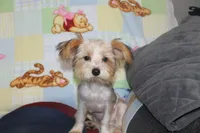 ID # 9200 Small Male Parti Yorkie, a male Yorkshire Terrier for sale in Maryville, MO – 3 of 10