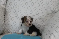ID # 9200 Small Male Parti Yorkie, a male Yorkshire Terrier for sale in Maryville, MO – 3 of 9