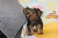ID # 9855 Small Male Yorkie, a male Yorkshire Terrier for sale in Maryville, MO – 7 of 10