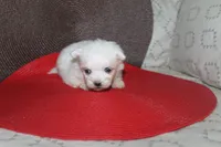 ID # 9857 Small Male Maltese, a male Maltese for sale in Maryville, MO – 2 of 10